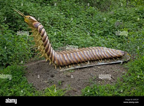  Arthropleura! This Prehistoric Giant Millipede Was an Ancient Ecosystem Architect