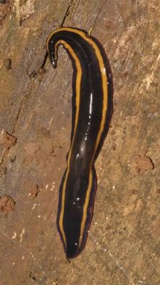 Isopora! A Striking Flatworm With Vibrant Colorations And Remarkable Regenerative Capabilities