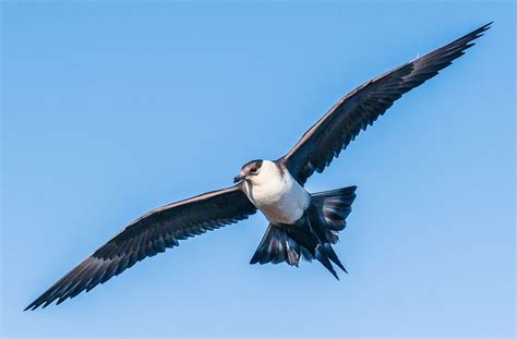  Jaeger, A Seabird That Soars High Above the Ocean Waves While Diving Deep into Its Depths!