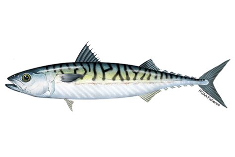 Mackerel: A Sparkling Silver Streak that Knows How to Swim Against the Current!