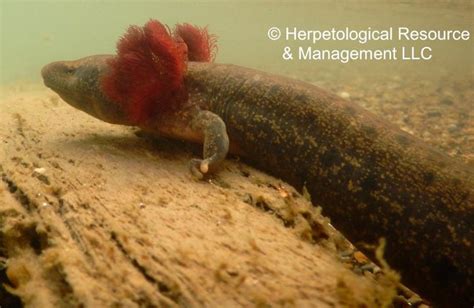 Mudpuppy A Masterful Aquatic Acrobat With Striking External Gills and an Unwavering Appetite for Carrion!