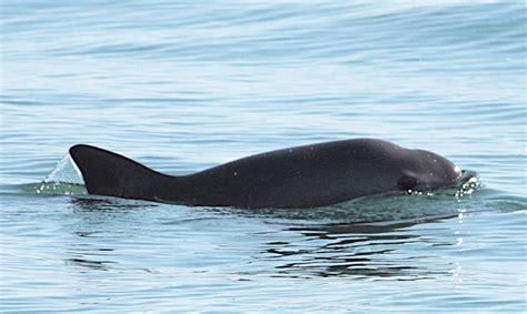  Vaquita: A Critically Endangered Whale-Headed Porpoise With an Affinity for Shallow Coastal Waters!