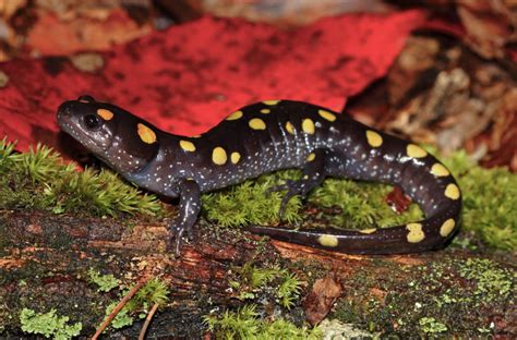 Yellow-Spotted Salamander: A Colorful Enigma Wrapped in a Slimy Cloak!