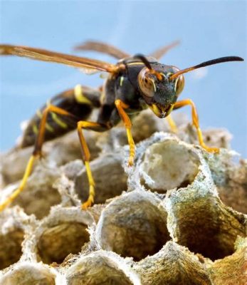  Yellowjacket! Understanding the Buzz Behind These Fiercely Territorial Social Wasps