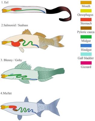 Zoogonus - A Parasite With an Appetite for Adventure: Slithering Through Fish Guts and Bird Intestines!