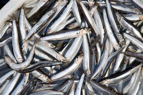 Anchovy! A Small Silver Fish with an Oversized Impact on Marine Ecosystems