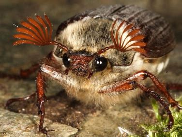  Cockchafer - A Curious Combination Of Shell-Like Armor And Buzzing Flight!