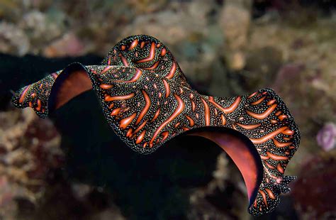 Cross-Eyed Crusader: This Fascinating Flatworm Can Regenerate Entire Body Parts!