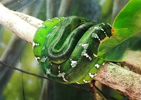 Emerald Tree Boa:  An Astonishingly Colorful Constrictor With a Prehistoric Lineage!