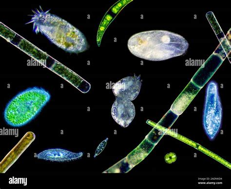  Film-coated Foliar Filament: Exploring the World of Freshwater Ciliates