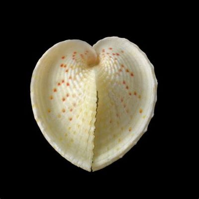  Heart Cockle: An Exquisite Shell Dweller With Both Enchanting Beauty and Powerful Filtering Abilities!