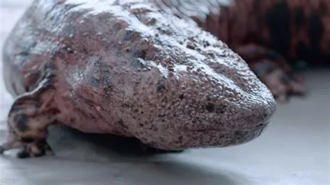 Japanese Giant Salamander: An Enigmatic Creature Lurking in Cool Mountain Streams!