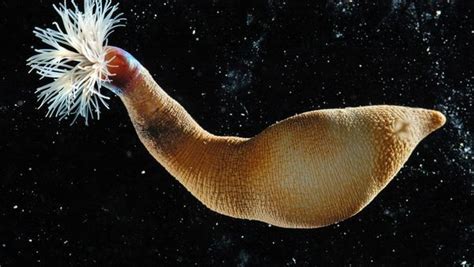 Kingscliff Worm: A Surprisingly Social Marine Burrow Dweller for Those Who Like their Creatures Quirky!