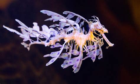  Leafy Seadragon – An Underwater Master of Disguise With Fins as Magnificent as Its Camouflage