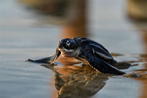  Leatherback Sea Turtle: A Gentle Giant Navigating Ancient Seascapes and Thriving on a Jellyfish Buffet!