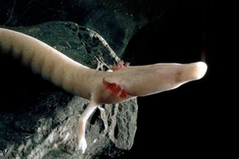  Olm! A Blind Cave Salamander That Lives Its Life In Perpetual Darkness