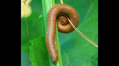  Ultimate Guide to Understanding the Uniquely Armored Uroblani: An Unassuming Master of Millipede Movement!