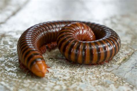  Uronychiurus! This Tiny Soil Dweller Is More Than Just a Miniature Millipede