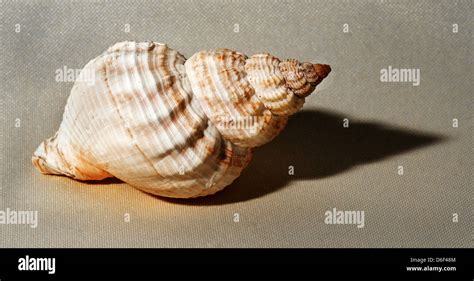 Whelk: Discover These Spiral-Shelled Gastropods Known for Their Tenacious Grip!