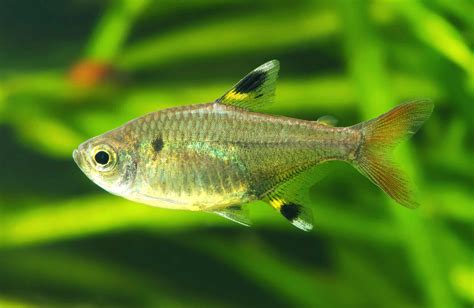  X-Ray Tetra: A Tiny Fish With Vision So Sharp It Could Probably Read Your Mind!